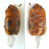 Epuraea sp.